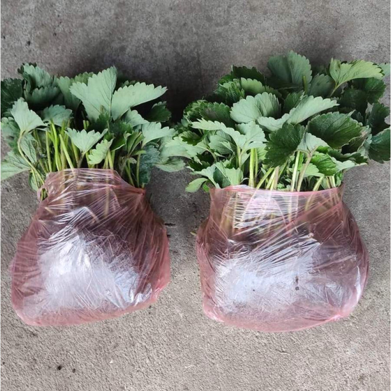 Середньо-ранній сорт полуниці  Азія 10 саджанців