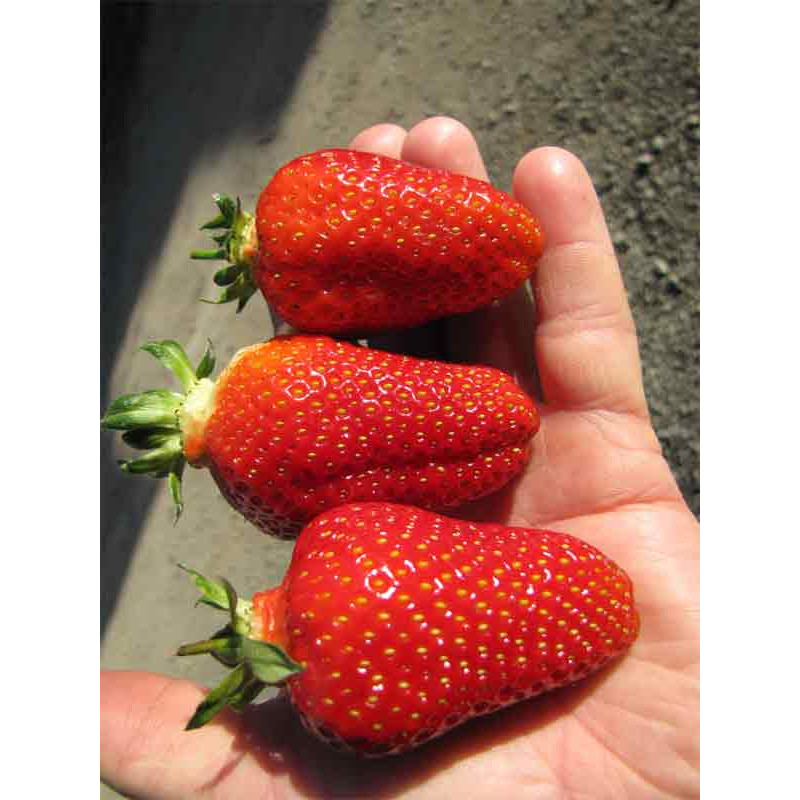 Середньо-ранній сорт полуниці  Азія 10 саджанців