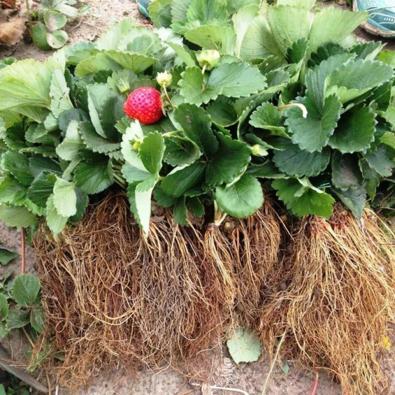 Середньо-пізній сорт полуниці Сибіла – 10 саджанців 