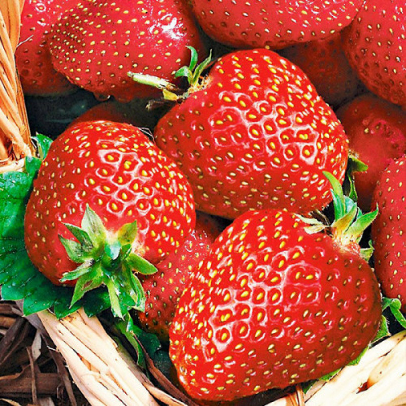 Ранньостиглий сорт полуниці Альба 10 саджанців