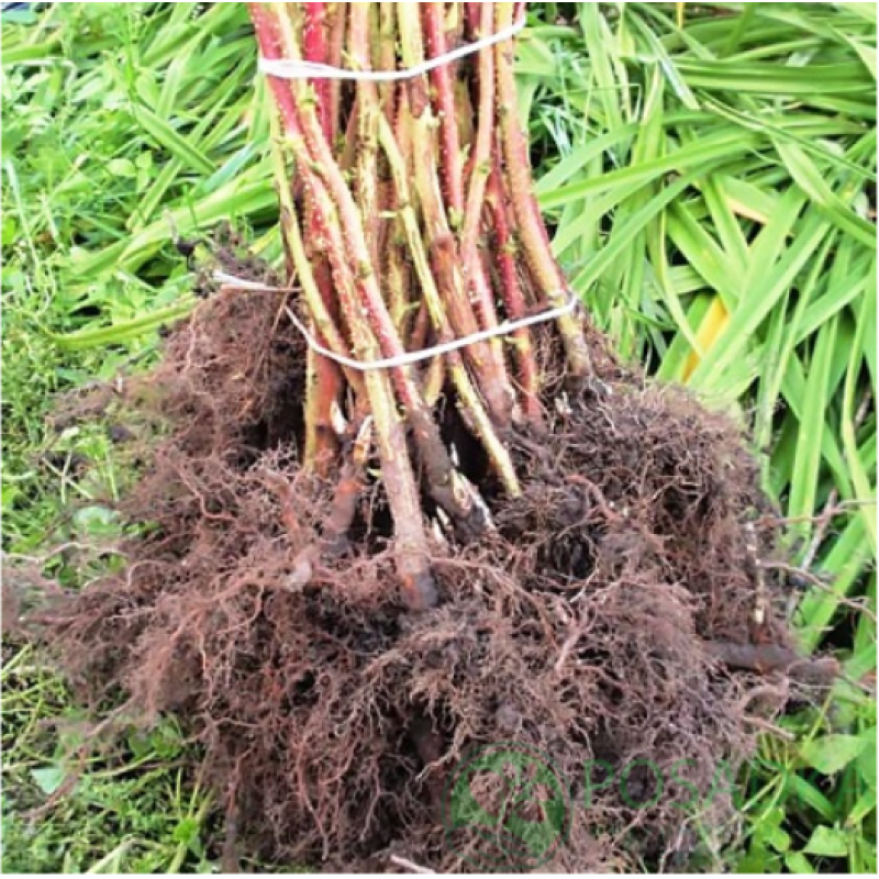 Малина Джоан Джей 1 саджанець