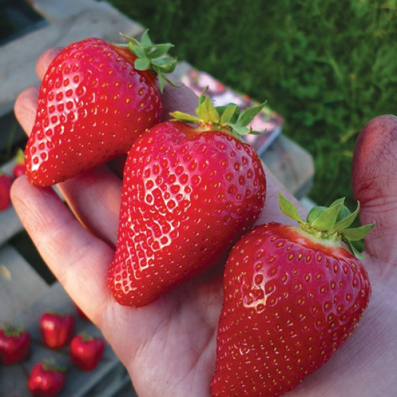 Ранньостиглий сорт полуниці  Клері 10 саджанців