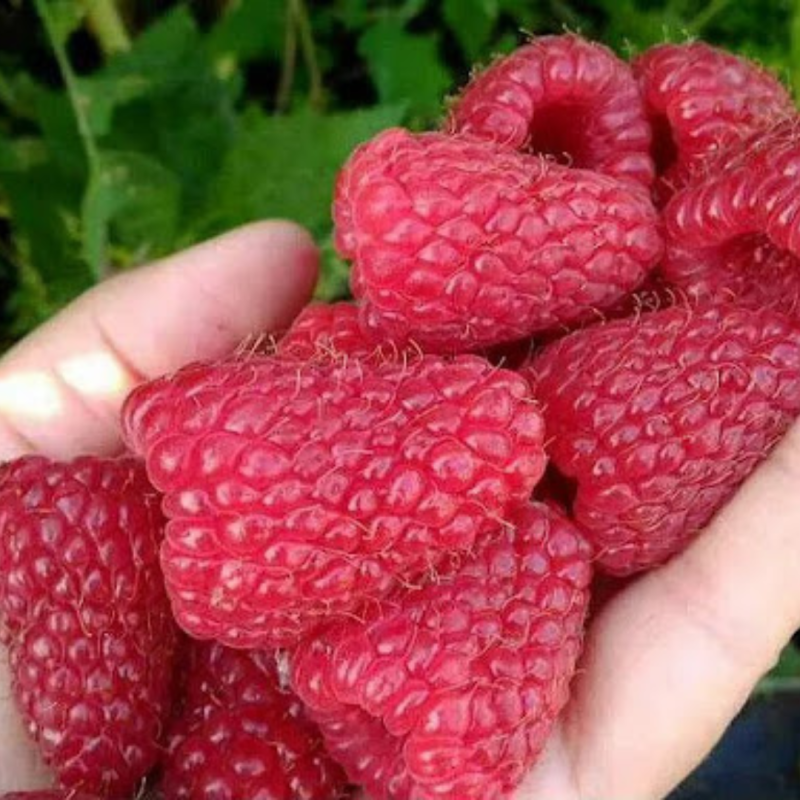 Малина Джоан Джей 1 саджанець