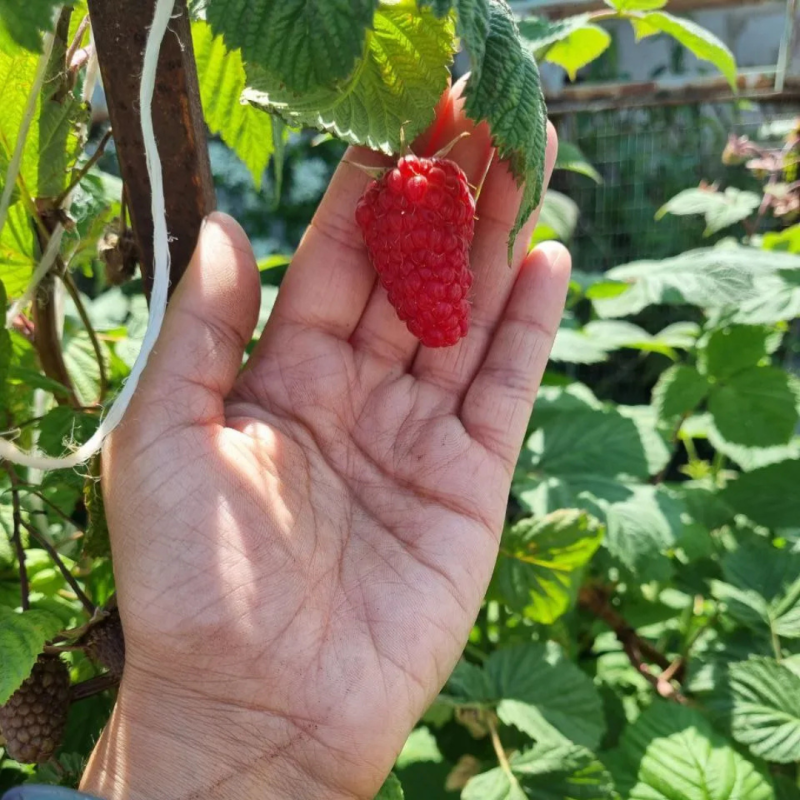 Малина Пшехиба 1 саджанець