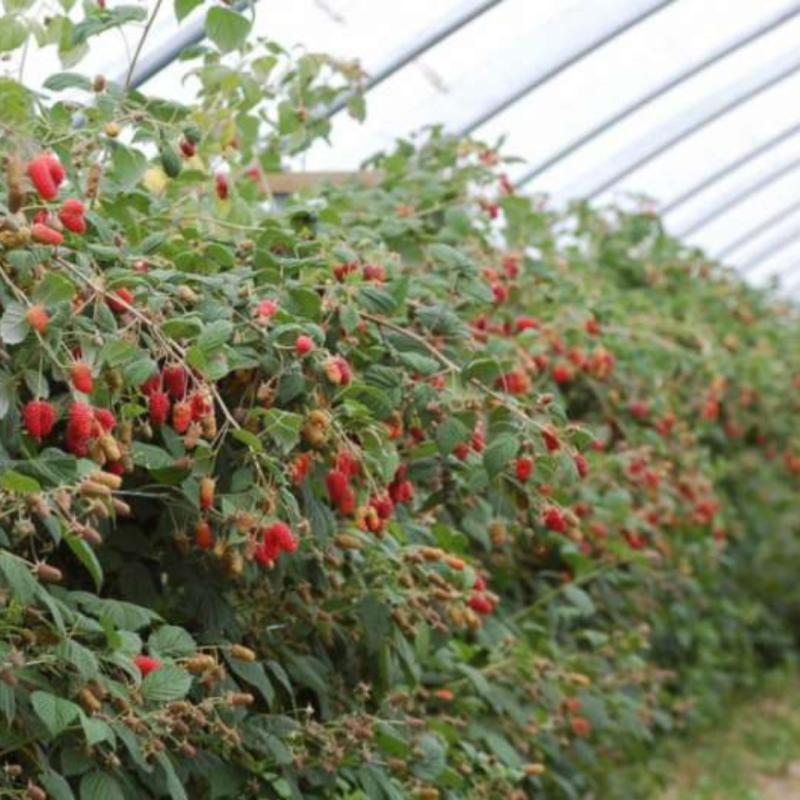 Малина Пшехиба 1 саджанець