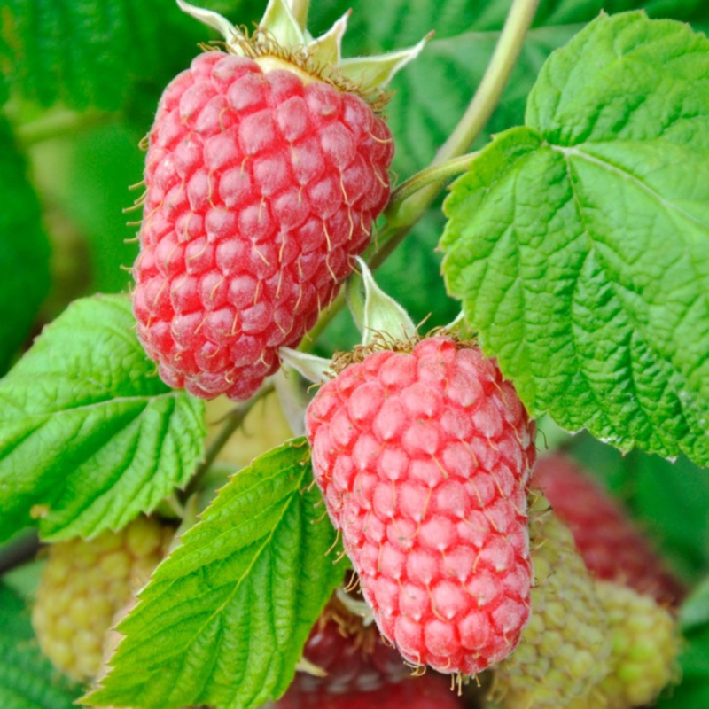 Малина Пшехиба 1 саджанець