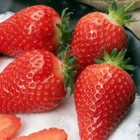 Ранньостиглий сорт полуниці Альба 10 саджанців