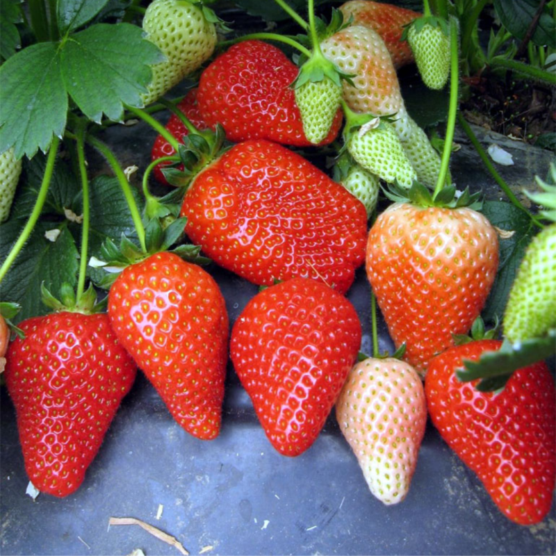 Ранньостиглий сорт полуниці Альба 10 саджанців