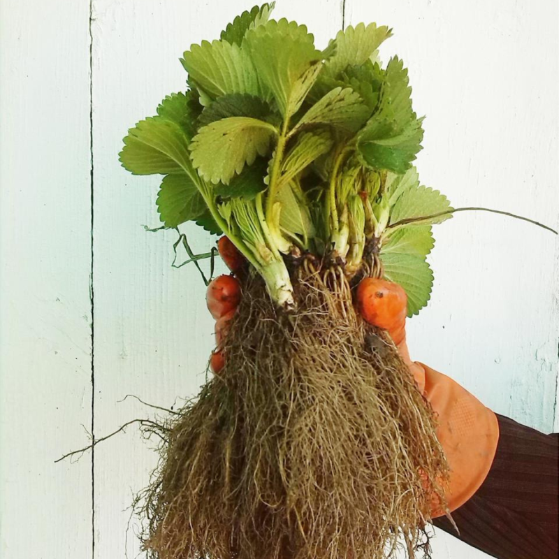 Ранньостиглий сорт полуниці Альба 10 саджанців