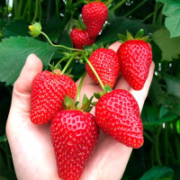 Ранній сорт полуниці  Амі 10 саджанців