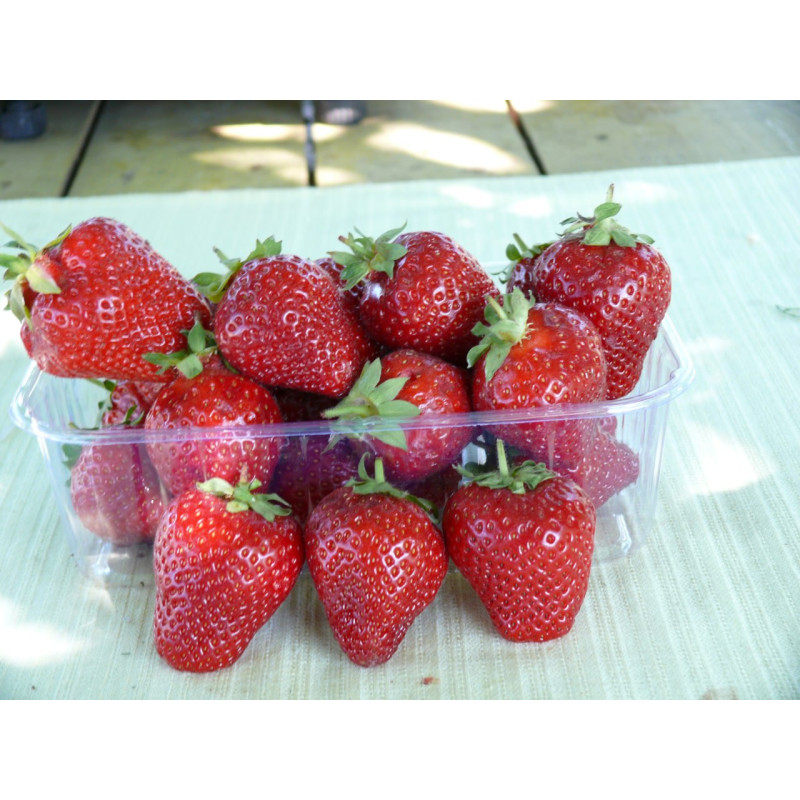 Ранній сорт полуниці  Амі 10 саджанців