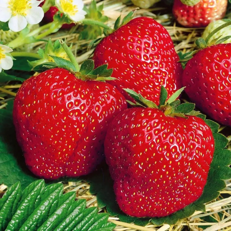 Ранній сорт полуниці  Брілла 10 саджанців