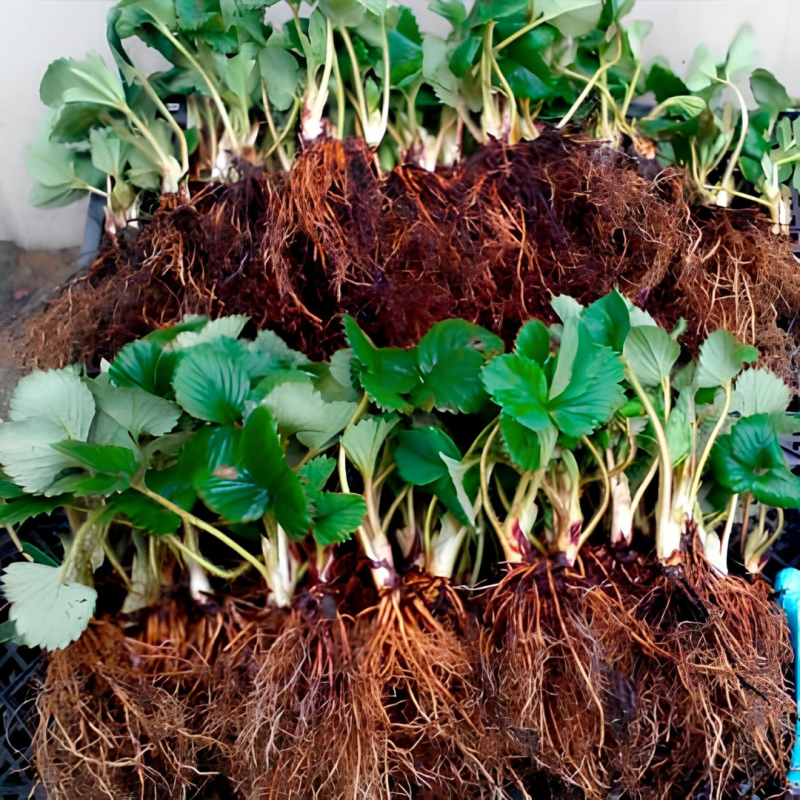 Ранній сорт полуниці  Брілла 10 саджанців