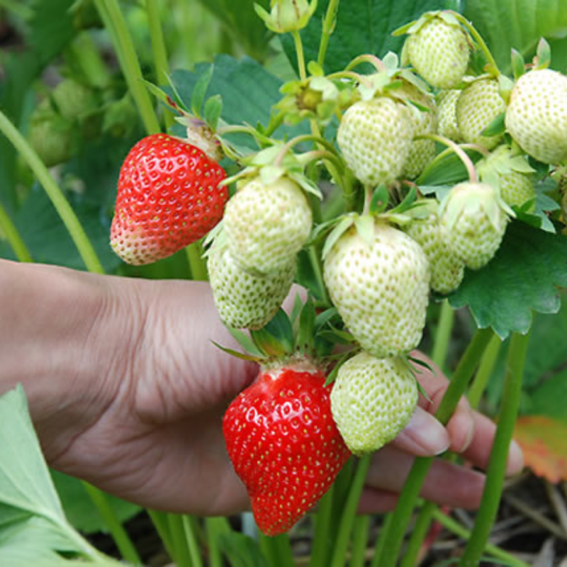 Ранньостиглий сорт полуниці  Клері 10 саджанців