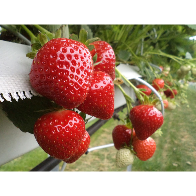 Ранньостиглий сорт полуниці  Клері 10 саджанців