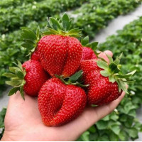 Ранньостиглий сорт полуниці  Клері 10 саджанців