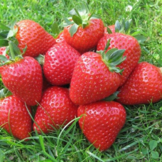 Ранньостиглий сорт полуниці  Румба 10 саджанців