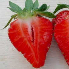 Середньо-пізній сорт полуниці Сибіла – 10 саджанців 